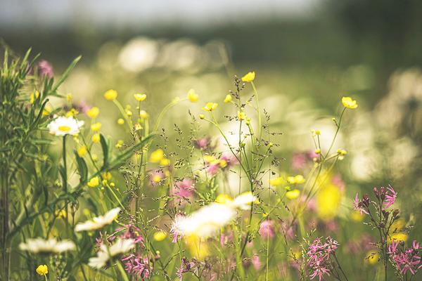 article de blog sur l'écologie et le zéro déchet